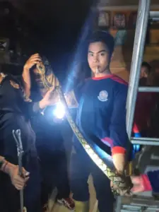 Damkar Sampang Temukan Ular Piton 2 Meter di Atas Plafon Toko Sepeda Foto BeritaJatim.com