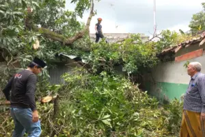Cuaca Ekstrem Ancam Sampang Saat Peralihan Musim, BPBD Waspadai Angin Kencang dan Puting Beliung Foto BeritaJatim.com