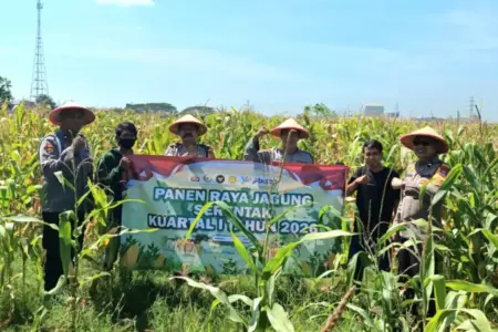 Polsek Balongbendo Gelar Panen Raya Jagung 1,5 Ton, Dukung Program Ketahanan Pangan Nasional Foto BeritaJatim.com