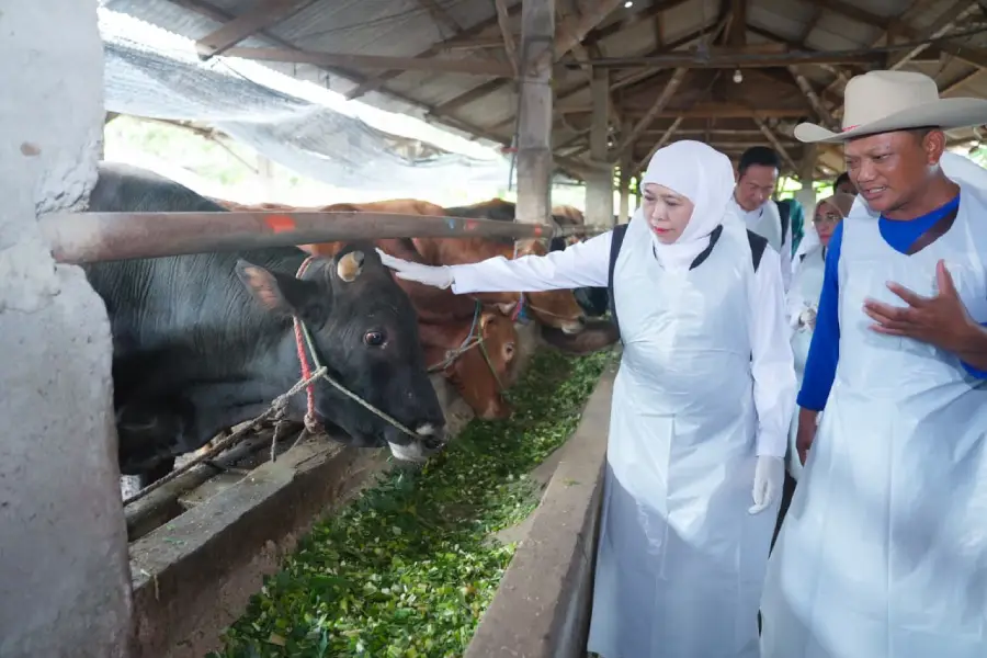 Stok Hewan Kurban Jatim 2 Juta Ekor, Khofifah: Cukup, Aman, Sehat, Siap Distribusi! Foto BeritaJatim.com