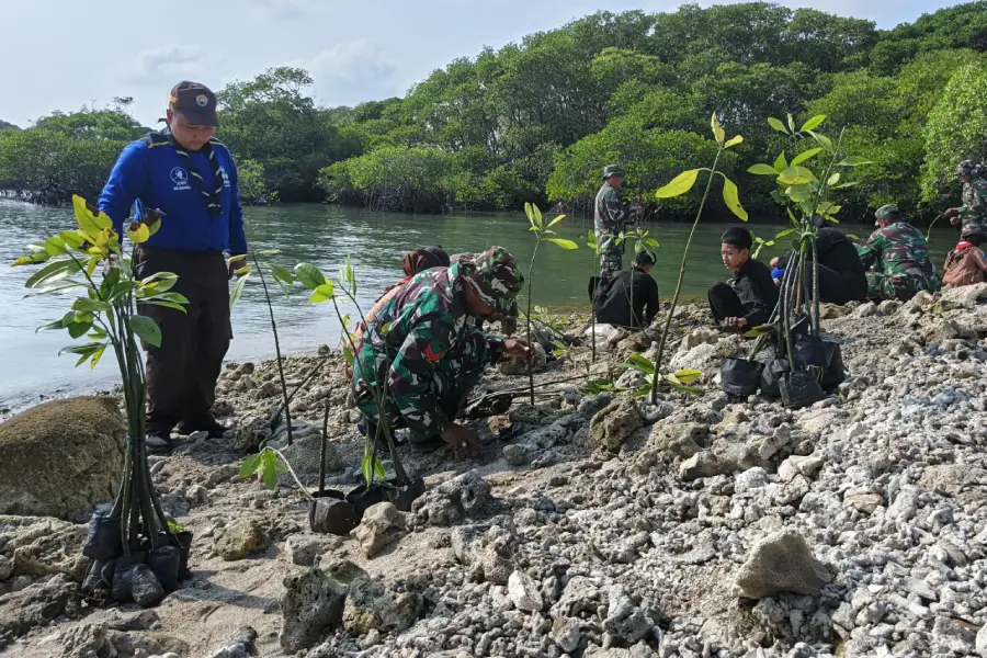 Kodim 0812 Lamongan Tanam 1.000 Mangrove di Pesisir Paciran, Libatkan Ratusan Warga Foto BeritaJatim.com