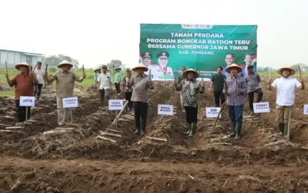 Produksi Gula Jombang Ditarget Meningkat, Program Bongkar Ratoon Capai 3.000 Hektar Foto BeritaJatim.com