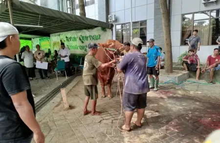 35 Hewan Kurban Disembelih di Tebuireng Jombang, Sapi Bantuan Prabowo Hampir 1 Ton Foto BeritaJatim.com