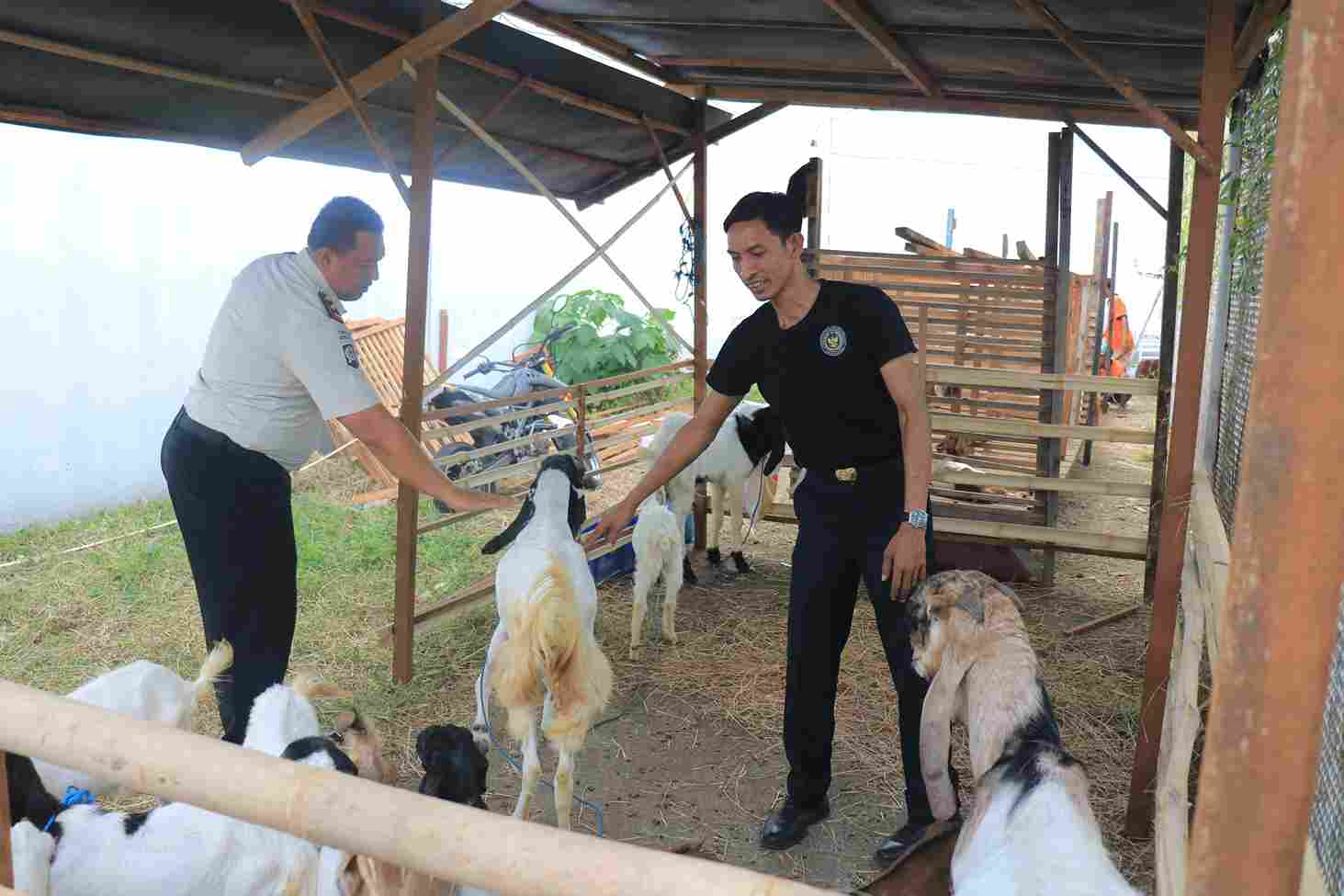 Lapas Pemuda Madiun Sulap Lahan Semak Jadi Peternakan 1.000 Ayam dan 50 Kambing | beritajatim.com