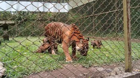 Empat Bayi Harimau Sumatera Langka Lahir Alami di Taman Safari Prigen Pasuruan Foto BeritaJatim.com