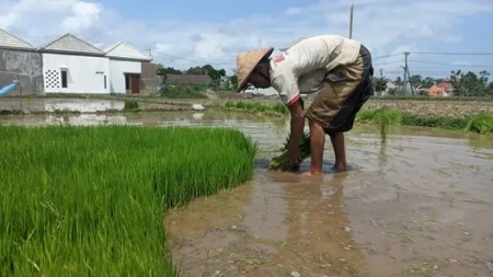 Alih Fungsi Lahan di Lumajang Meningkat, 2.000 Hektare Sawah Berubah Jadi Permukiman Foto BeritaJatim.com