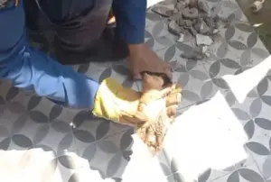 Suara Kucing dari Dalam Pipa Bikin Heboh, Damkar Gresik Lakukan Evakuasi Foto BeritaJatim.com