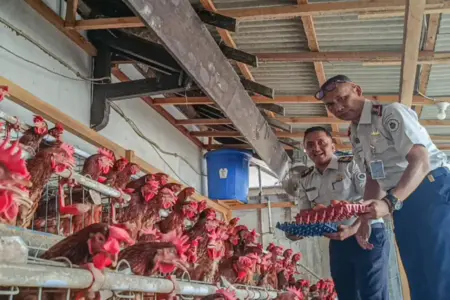 Dari Balik Jeruji, Narapidana Lapas Lumajang Belajar Beternak dan Bertani Foto BeritaJatim.com