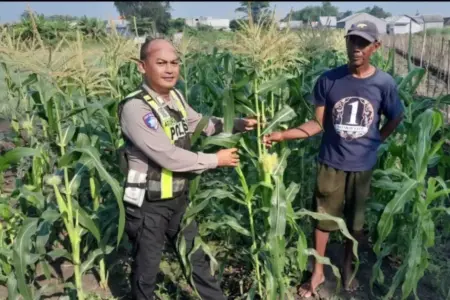 Polsek Krian Pantau Pertumbuhan Jagung di Desa Terik, Dukung Program Ketahanan Pangan Nasional Foto BeritaJatim.com