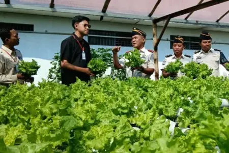 Selada Hasil Budidaya Warga Binaan Lapas Lamongan Suplai Program MBG hingga 75 Kg per Pekan Foto BeritaJatim.com