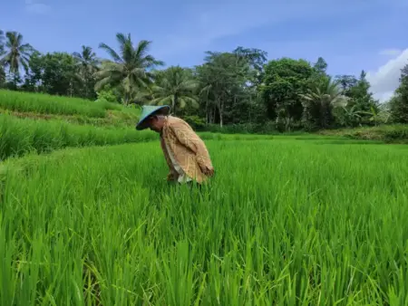 Hama Tikus Mengganas, Petani Pacitan Keluhkan Ancaman Gagal Panen Foto BeritaJatim.com