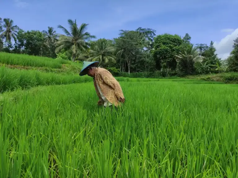 Hama Tikus Mengganas, Petani Pacitan Keluhkan Ancaman Gagal Panen Foto BeritaJatim.com