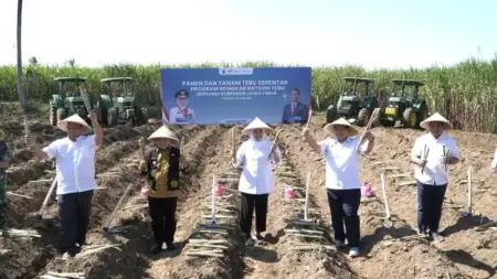 Akselerasi Swasembada Gula, Pemprov Jatim dan PT SGN Tuntaskan Bongkar Ratoon Foto BeritaJatim.com
