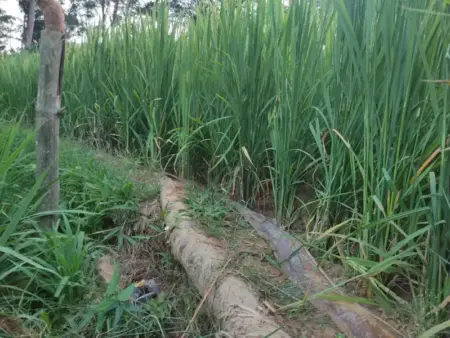 Serangan Hama Tikus Ancam Sawah Pacitan, DKPP Minta Petani Lakukan Pengendalian Serentak Foto BeritaJatim.com