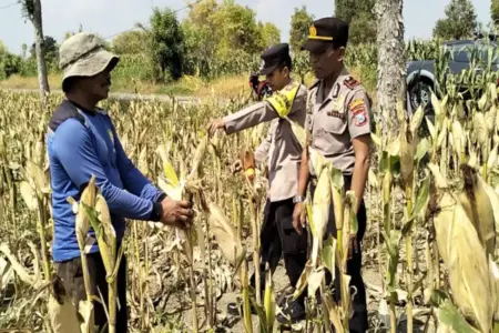Kapolsek Turun Sawah, Kawal Panen Jagung Petani Suru Mojokerto Foto BeritaJatim.com