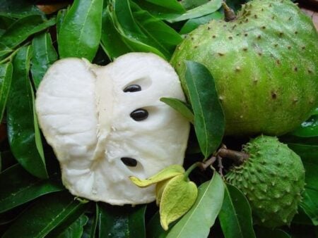 Kenapa Buah Sirsak Cepat Matang? Ini Penjelasannya! Foto BeritaJatim.com