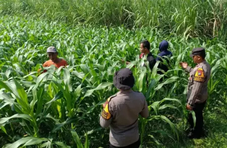 Polresta Sidoarjo Gelorakan Swasembada Pangan Dampingi Warga Tani Kelola Jagung Hibrida Foto BeritaJatim.com