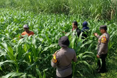 Polsek Balongbendo Dampingi Budidaya Jagung Hibrida di Lahan Ponpes, Perkuat Ketahanan Pangan Sidoarjo Foto BeritaJatim.com