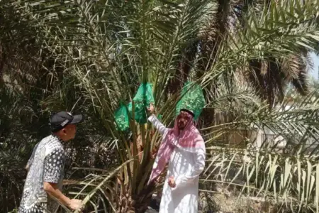 Menjelajah Kebun Kurma Bersejarah Favorit Jemaah Haji di Madinah Foto BeritaJatim.com