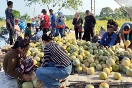 Live TikTok Dongkrak Penjualan Melon Mojokerto, Kebun di Kalipuro Diserbu Pembeli Foto BeritaJatim.com