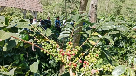 Perkuat Branding Republik Kopi, Bondowoso Bidik PAD dari Sektor Ekspor Foto BeritaJatim.com