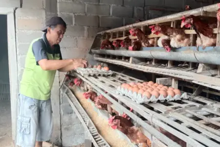 Tatkala KDMP dan MBG Jadi Harapan Peternak Rakyat Blitar Lepas dari Kebangkrutan Foto BeritaJatim.com