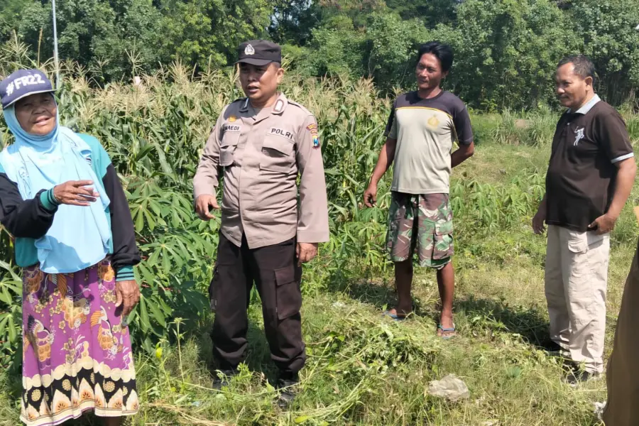 Polsek Tulangan Dampingi Petani Kelola Lahan Jagung 0,75 Hektare, Dukung Ketahanan Pangan di Sidoarjo Foto BeritaJatim.com