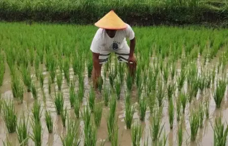 Bupati Jember: Pemerintah Wajib Jamin Pemenuhan Pangan Foto BeritaJatim.com