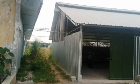 Kandang Ayam di Samping SDN Sarirogo Sidoarjo, Siswa Terganggu Bau Kotoran Foto BeritaJatim.com