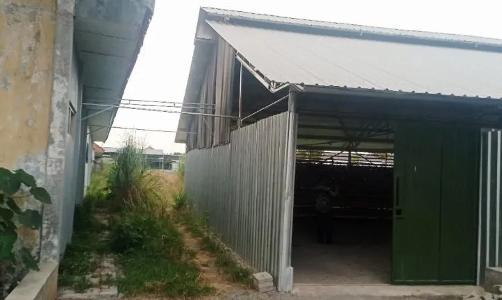 Kandang Ayam di Samping SDN Sarirogo Sidoarjo, Siswa Terganggu Bau Kotoran Foto BeritaJatim.com