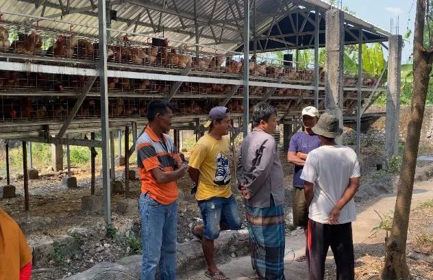 Timbulkan Lalat, Kandang Ayam Milik Bumdes Tuwiri Wetan di Tuban Diprotes Warga Foto BeritaJatim.com