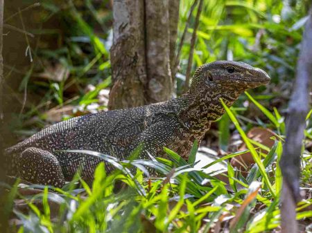 Heboh! Pemburu Biawak Tewas di Area Bozem Sumberejo Surabaya Foto BeritaJatim.com