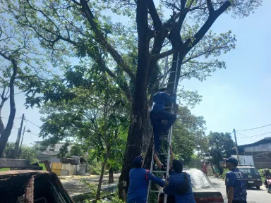 Bukan Cuma Padamkan Api, Petugas Damkar Driyorejo Panjat Pohon Demi Selamatkan Kucing Kesayangan Foto BeritaJatim.com
