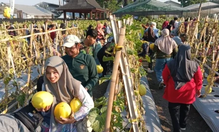 Viral! Warga Gresik Serbu Kebun Percobaan Petrokimia, Rasakan Sensasi Panen Sayur dan Petik Buah Langsung dari Pohonnya Foto BeritaJatim.com