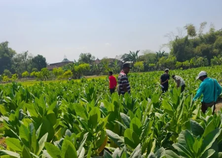 Musim Kemarau Jadi Berkah Emas, Luas Tanam Petani Tembakau Gresik Melonjak Foto BeritaJatim.com