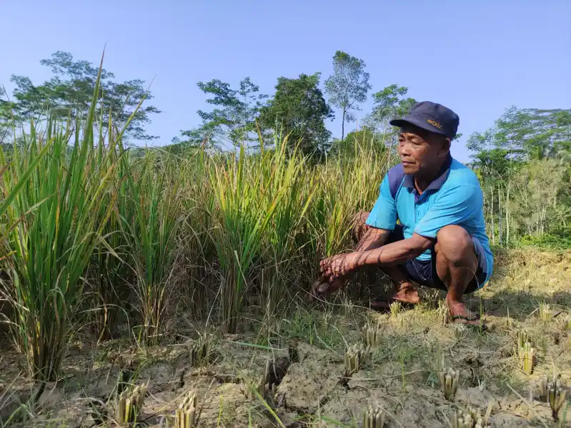 Kemarau Picu Puso di Pacitan, Petani Tulakan Terpaksa Panen Dini Padi Foto BeritaJatim.com