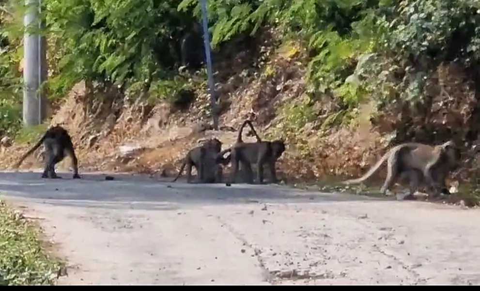 BBKSDA Ungkap Penyebab Monyet Ekor Panjang Turun Kawasan Telaga Ngebel Ponorogo Foto BeritaJatim.com