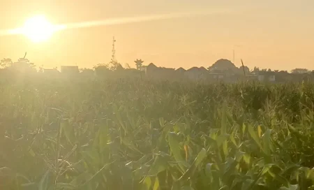 Ketat dan Ribet, Ini Aturan Baru Pembelian Pupuk Bersubsidi di Blitar Mulai September Foto BeritaJatim.com