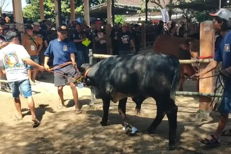 Berlabel ‘Piala Bupati’, Kontes Sapi di Blitar Ditarik Parkir Rp10 Ribu Foto BeritaJatim.com