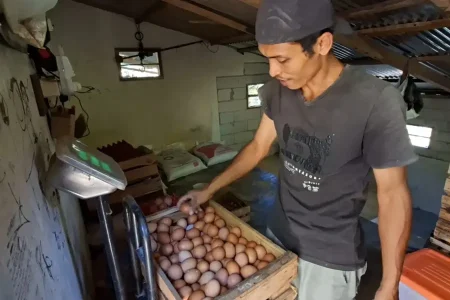 Peternak Madiun Terjepit, Harga Telur Jatuh ke Rp20 Ribu per Kg Saat Pakan Terus Naik Foto BeritaJatim.com
