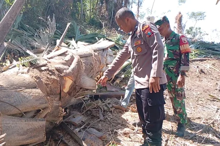 Tebang Pohon Seorang Diri, Pria di Lumajang Tewas Tertimpa Batang yang Ditebangnya Foto BeritaJatim.com