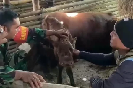 Viral Sapi Langka Bermata Tiga dan Bermulut Dua di Magetan, Pemilik Ogah Jual Foto BeritaJatim.com