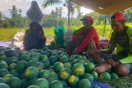 Libur MBG, Penjualan Semangka dan Melon di Bondowoso Anjlok hingga 98 Persen Foto BeritaJatim.com