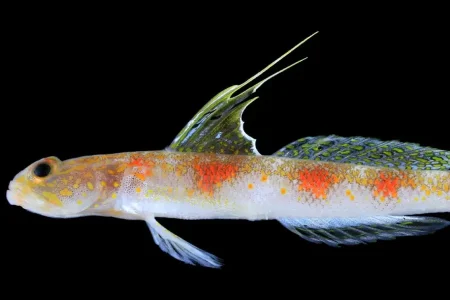 BRIN Temukan Spesies Baru Ikan Hias Laut di Banyuwangi, Diberi Nama Tomiyamichthys oriens Foto BeritaJatim.com