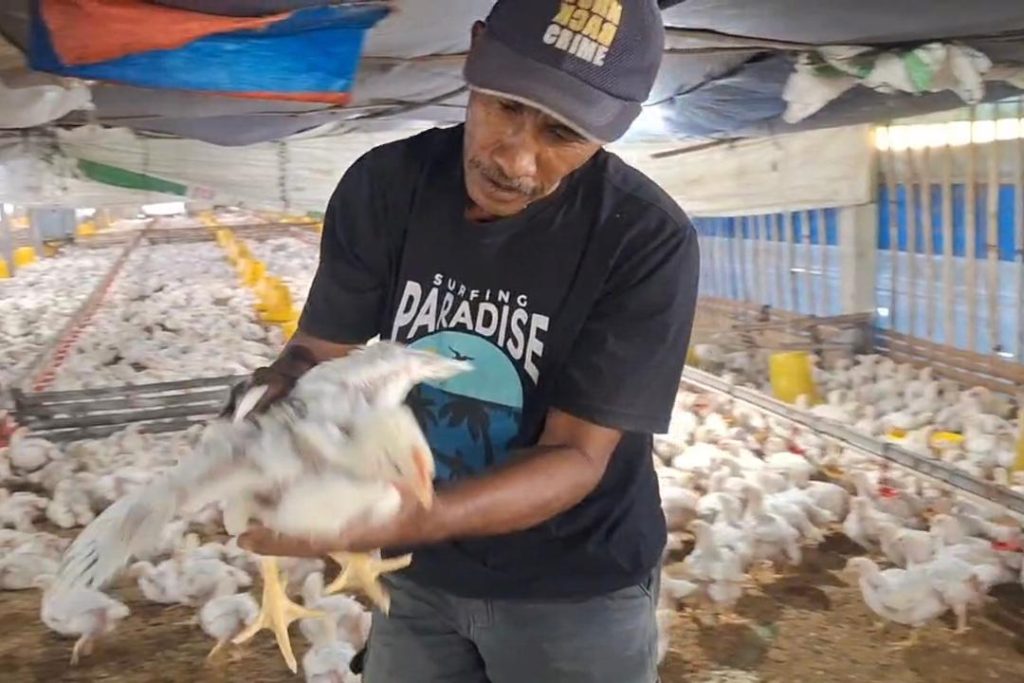 Harga Ayam Broiler Anjlok ke Rp15 Ribu per Kg, Peternak Ngawi Terancam Gulung Tikar Foto BeritaJatim.com