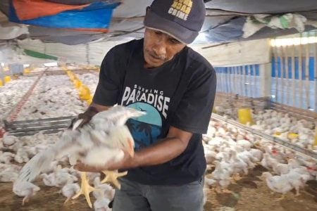 Harga Ayam Broiler Anjlok ke Rp15 Ribu per Kg, Peternak Ngawi Terancam Gulung Tikar Foto BeritaJatim.com