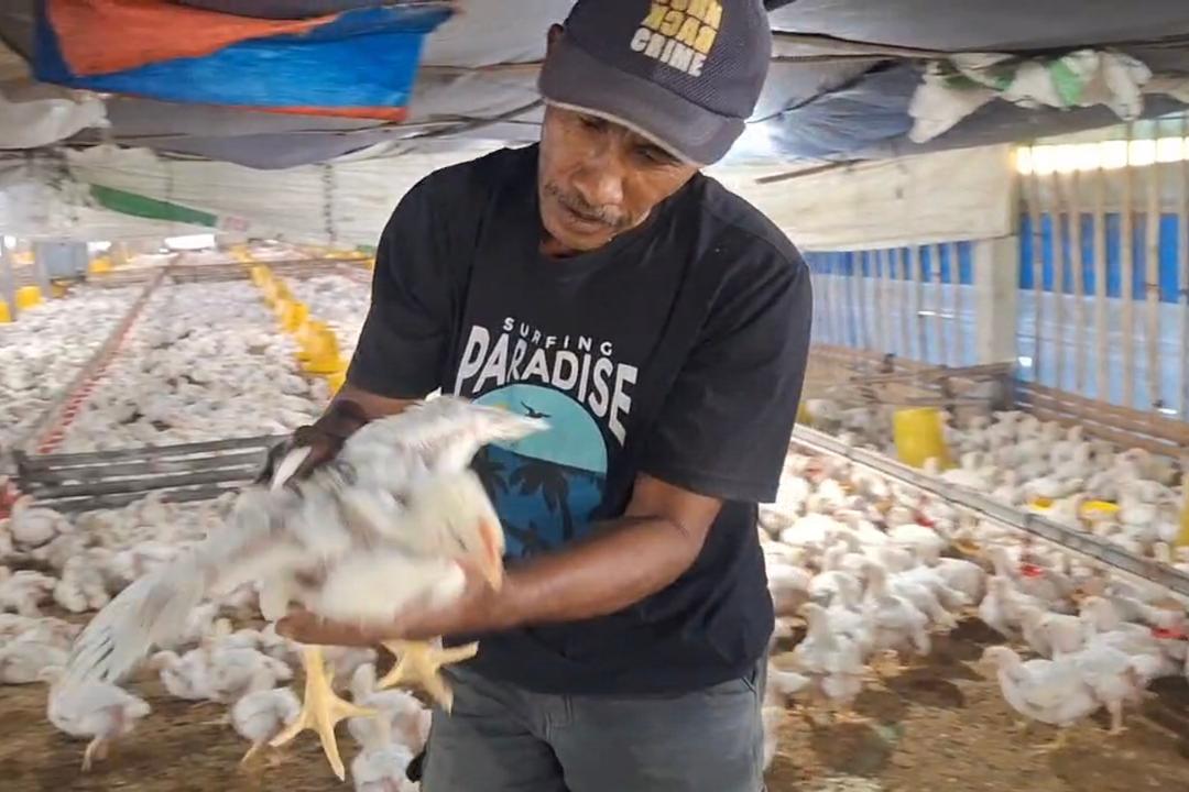 Harga Ayam Broiler Anjlok ke Rp15 Ribu per Kg, Peternak Ngawi Terancam Gulung Tikar | beritajatim.com
