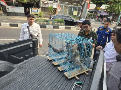 Warga Gresik Kaget Bukan Kepalang, Monyet Liar Masuk Toko Mebel Foto BeritaJatim.com