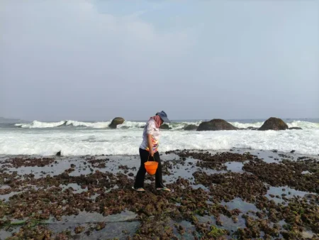 Pantai Pidakan Pacitan Surut, Warga Berburu Kerang hingga Bulu Babi Foto BeritaJatim.com