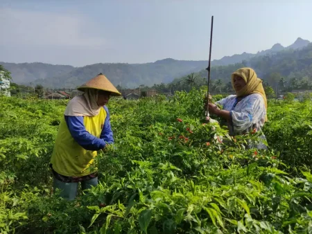 Harga Cabai Rawit Tinggi, Petani Pacitan Raup Berkah di Tengah Kemarau Foto BeritaJatim.com